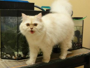 Kucing Parsi - Semi Flat Face Persian Cat